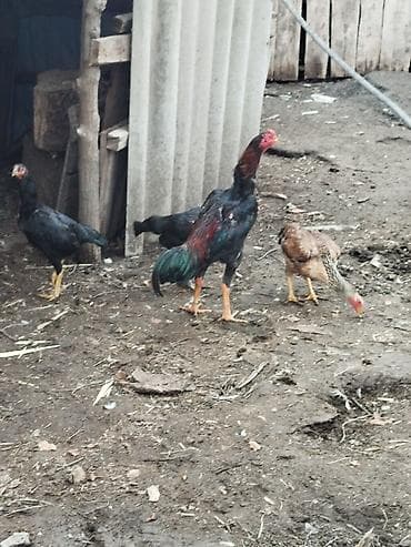 Мышыктар: Сатам | Короздор | Тебиштирүүчү | Көбөйтүү үчүн — 10