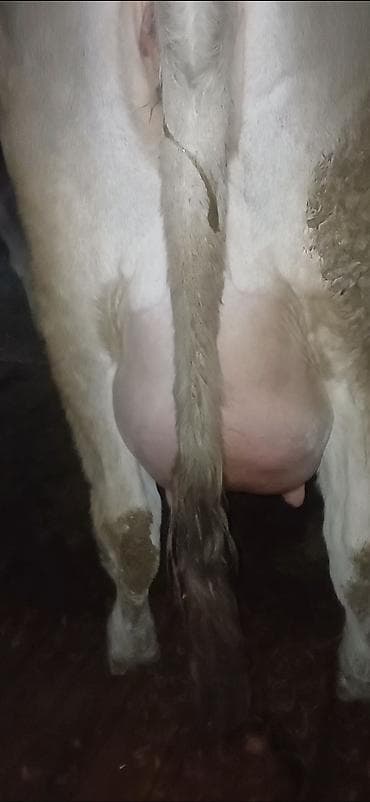 ош арзан уйлор: Сатам | Уй (ургаачы) | Аргын | Сүт алуу үчүн | Байланган — 3