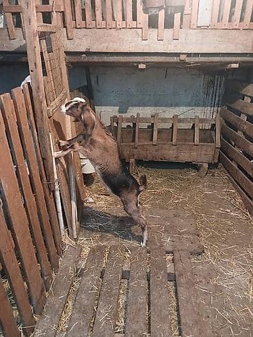 голуби голубей: Продаю | Козлёнок | Нубийская | Для разведения | Племенные — 5