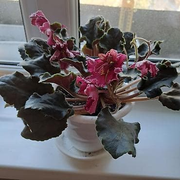 Фикусы: Комнатные растения в горшках 1) Араукария (араукария разнолистная — 6