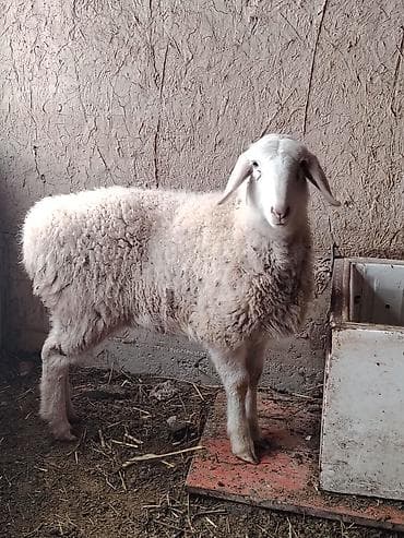 Другие животные: Продаю | Ягненок — 3