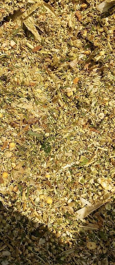 Силос, высокий сортто жугору менен. Кургап калган эмес. Сочный, майда