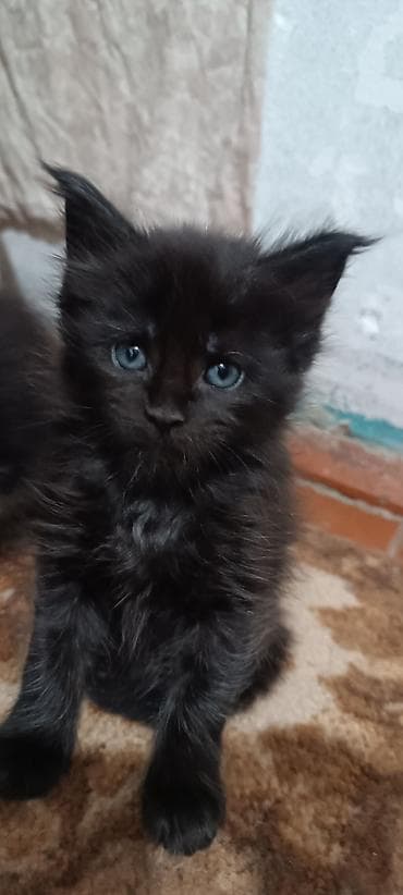 кошк: Мейн-Куны!!!🥰🥰🥰 Продаются Чистокровные,Шикарные, отличная коробка — 8