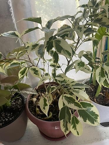 фикус для офиса: Фикус Бенджамина вариегатный (Ficus benjamina ‘Variegata’) в горшке — 1
