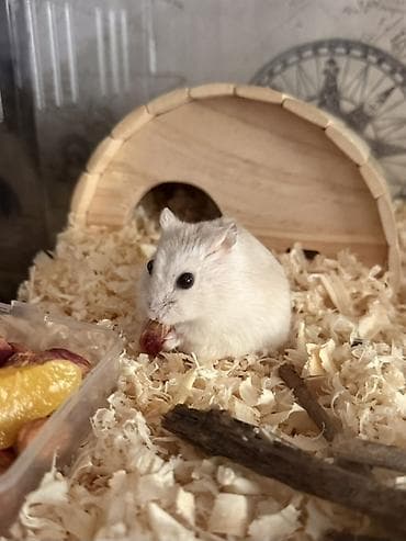 Кемирүүчүлөр: Продаются джунгарские хомячки 🐹 Малыши активные и здоровые. В — 1