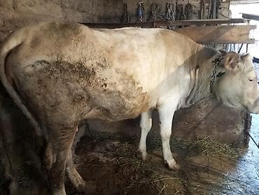 корова джерси: Продаю | Корова (самка) | Для молока | Нетель — 3