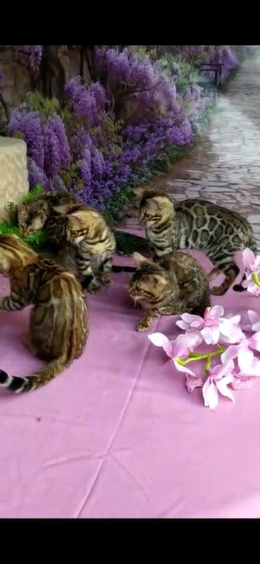 новорожденные котята: Бенгальские котята Проф.Питомник Бен Гла Мур предлагает.чудесных — 12