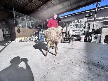 сечка пшеницы: Продаю | Овца (самка) | Полукровка, Арашан | На забой, Для разведения | Осеменитель — 3