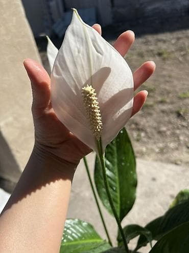 купить петунии: Спатифиллум (Spathiphyllum), комнатное растение - Вид: спатифиллум, с — 1