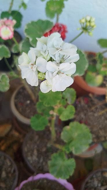 Бегониялар: Бегония макулата (Begonia maculata) в горшках - — 7
