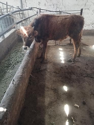 собаки кангал: Продаю | Бык (самец) — 3