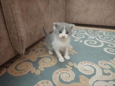 котята шотландская: Шотландские котята Мама шотландская вислоухая,папа обычный Родились — 1