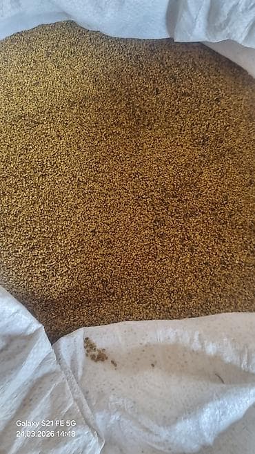 алоэ цветок: Семена люцерны (Medicago sativa) — фасовка в мешки - Культура — 1