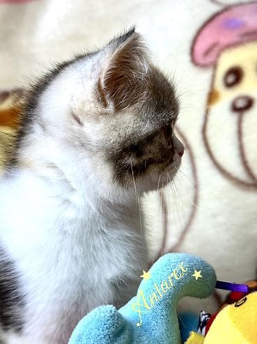 scottish fold: Скоттиш-страйт. Настоящие шотландские котята. Родители из России и — 4