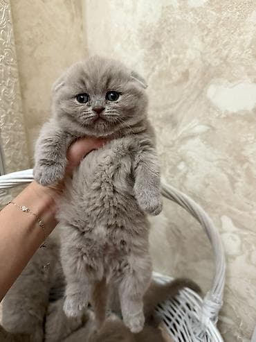 вет: Ит кууту: Скотиш Фолд (Шотландиялык шалпаң кулак), Эркек, 4 жаш, Документтери менен, Көгүлтүр — 8