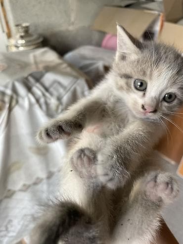 кошки пушистые: Пушистые котята - Описание: ласковые домашние малыши, на фото — два — 6