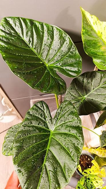 цветы алоказия: Алоказия Решал Шилдс (Alocasia RegalShilds)— декоративно-лиственное — 5