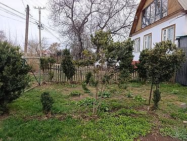 дрел сатылат: Самшит (Buxus sempervirens) — взрослые сформированные кусты ПРОДАЮ С — 2