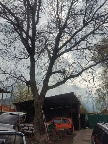 кедр пилорама: Сосновка, толщина 2,50 — 2