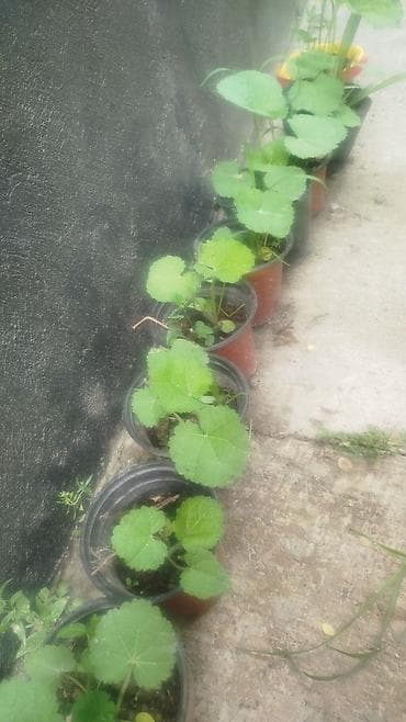 фикус триангулярис: Рассада и комнатные растения в горшках Предлагаются: - — 4