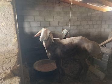 Продаю | Баран (самец) | Арашан | На забой | Племенные