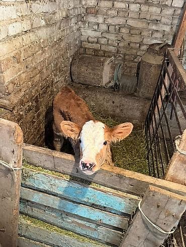 объявления о животных: Продаю | Тёлка | Симментальская | На откорм — 3