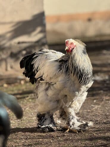 купить несушек курей: Петушки брама молодняк привознойтйяцо 
Чистокровные — 4
