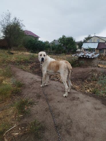 продажа щенков немецкой овчарки в бишкеке с документами: Алабай, 2 года, Самка, С прививкой, С родословной — 4