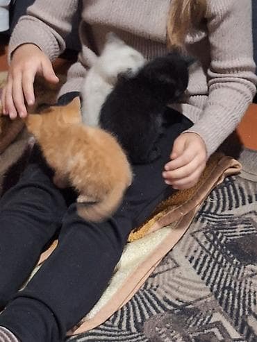 рыжие котята бесплатно: Котята домашние, ручные. На фото видно несколько малышей разной — 1