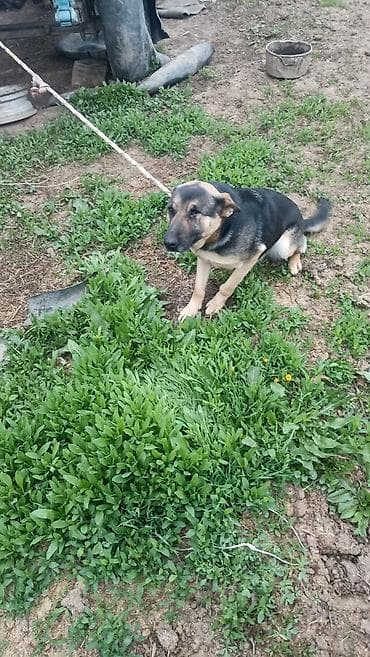 где можно купить кошку в бишкеке: Немецкая овчарка, дворняжного типа (черно-подпалый окрас), на привязи — 3