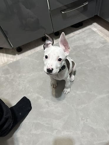 перевозка собак: Продается щеночек Питбуля чистый Девочка Белая с темными пятнами 2.5 — 2