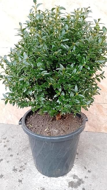 фикус гулу жонундо маалымат: Самшит (Buxus) в контейнере - Компактный вечнозелёный куст с плотной — 3