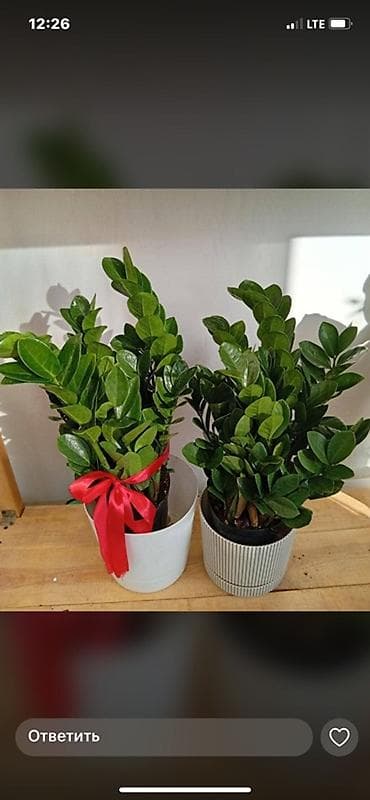 Комнатные растения в декоративных кашпо В наличии эффектные комнатные