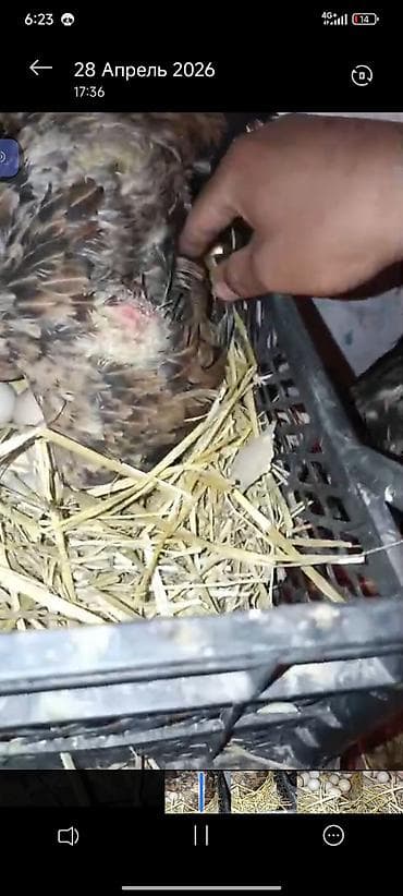 животные птицы: Продаю | Петух | Бойцовая | Для разведения — 3