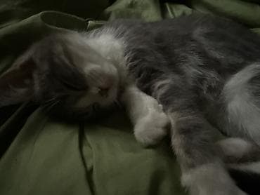 кошка кот: Кошка даром: Британская короткошёрстная, 3 месяца, Девочка, Приучена к лотку — 2