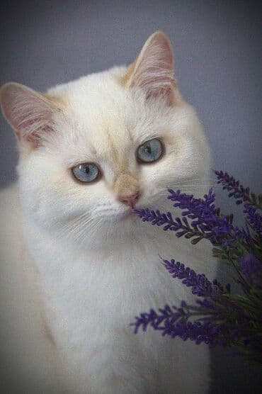 порода кошек вислоухая: Британская короткошёрстная, 8 месяцев, Мальчик, Золотая шиншилла, С прививками — 7