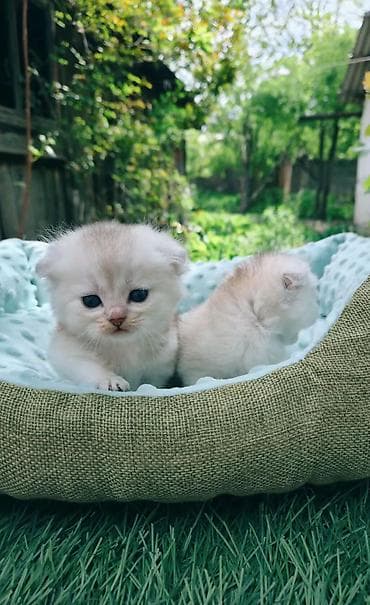 scottish fold: Предлагаем для бронирования чистопородных малышей, мальчики, окрас — 6