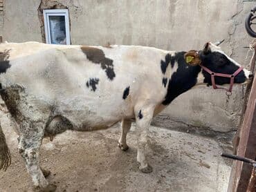 певчие птицы: Продаю | Корова (самка) | Для молока | Привязанные — 7