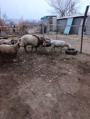 кормовая соль для животных: Продаю | Овца (самка) | Для разведения | Матка — 2