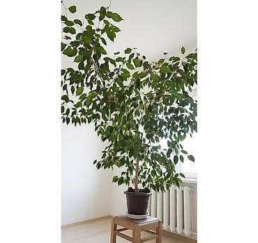 Фикус Бенджамина - роскошный 5-тилетний красавец, высотой 170 см