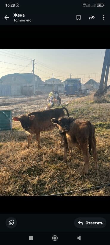 питомник чихуахуа бишкек: Продаю | Музоо, торпок | На откорм — 2