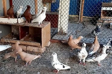 отдам даром попугая жако: Желтые и красные голуби пара1000 сом — 6