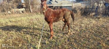 корм для домашних животных: Продаю | Жеребец | Рабочий — 2