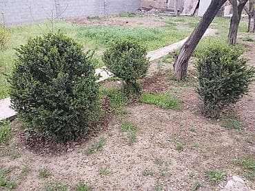 самшиты круглые: Цена от 2000 до 10000 сомов. г. Бишкек, жилой массив Кок-Жар. Торг — 2
