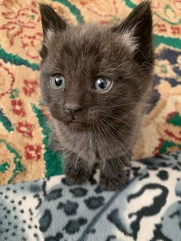 африканские сом малек: Отдам котят. Им 2 недели — 2