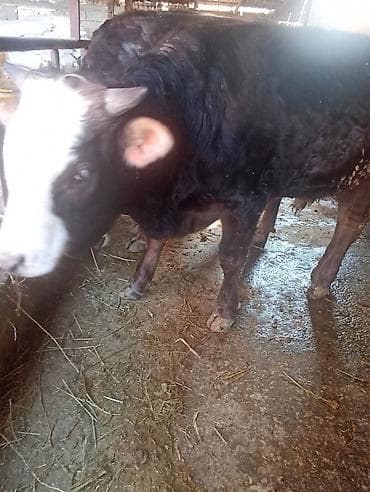 зцм для телят: Продаю | Бык (самец) | Полукровка | На откорм | Привязанные — 7