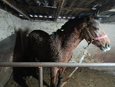 гнёзда для кур: Продаю | Кобыла (самка) | Полукровка | Рабочий — 2