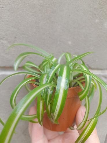 ph down: Хлорофитум вариегатный (Chlorophytum comosum ‘Variegatum’) в — 1
