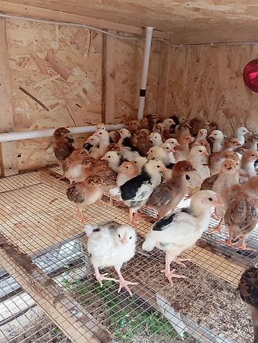 в связи с переездом отдам попугая жако в добрые руки: Продаю | Цыплята | Домашняя | Для разведения — 5