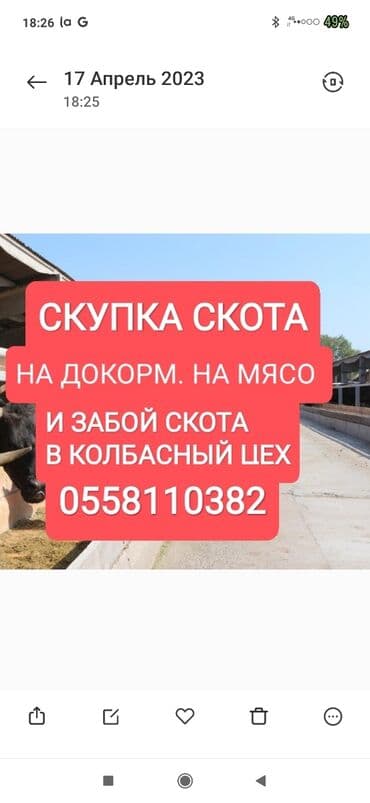 дом для животных: Куплю | Коровы, быки, Лошади, кони, Другие с/х животные | Круглосуточно, Любое состояние, Забитый — 1